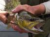 Brown Trout on the dry fly