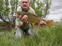top brown trout