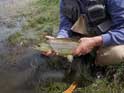 good trout