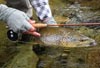 Thumping brown trout