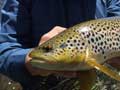 Eucumbene River brown trout